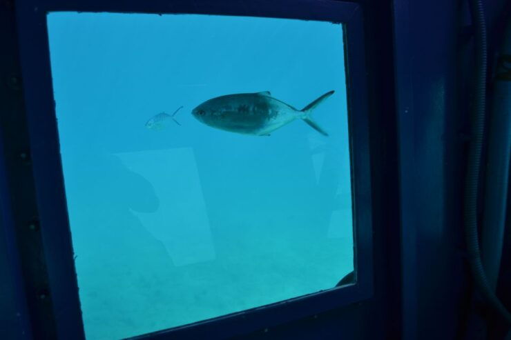 Caleta De Fuste: Glass-Bottom Boat Tour - Activity Details