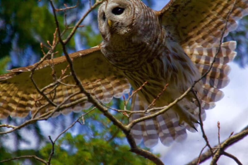 Calgary Alberta: Indigenous Culture and Medicine Wheel Tour - Frequently Asked Questions