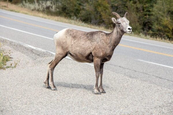 Calgary and Vancouver: Smartphone Audio Driving Tour Package - Frequently Asked Questions