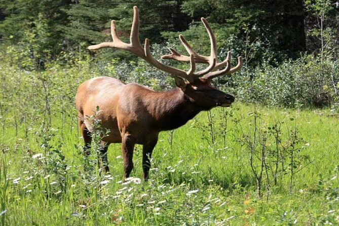 Calgary: Columbia Icefield Adventure, Skywalk and Peyto Lake Tour - FAQ