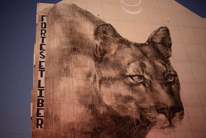 Calgary: Street Art & Craft Beer Walking Tour w/ Tastings - Exploring Calgary’s Art and Brew Scene: A Walk Through Creativity and Craftsmanship