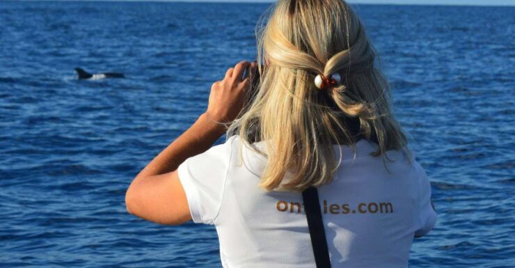 Calheta: Whale & Dolphin Watching Small Groups Designer Tour - Tour Highlights