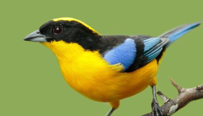 Cali Birdwatching: 4 Days of Feathered Marvels - Day 3: Seamless Logistics and Comfort