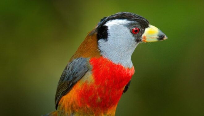 Cali Birdwatching: 4 Days of Feathered Marvels - Day 4: Bird Watching Adventure Overview