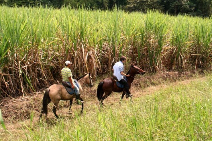 Cali: Horseback Riding - Experience Highlights