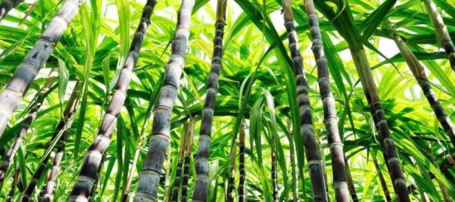 Cali: Sugar Cane Farm and El Paraiso Hacienda Day Trip - Transportation Details