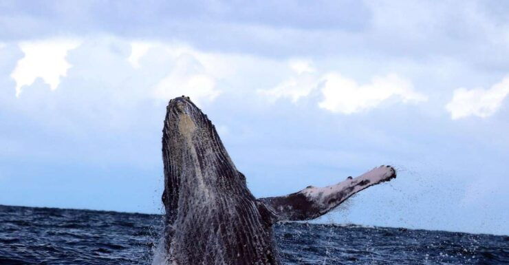 Cali: Whale Watching in the Colombian Pacific Coast - Experience Highlights