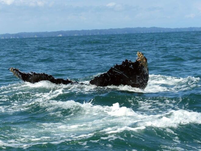 Cali: Whale Watching in the Colombian Pacific Coast - Whale Watching Season
