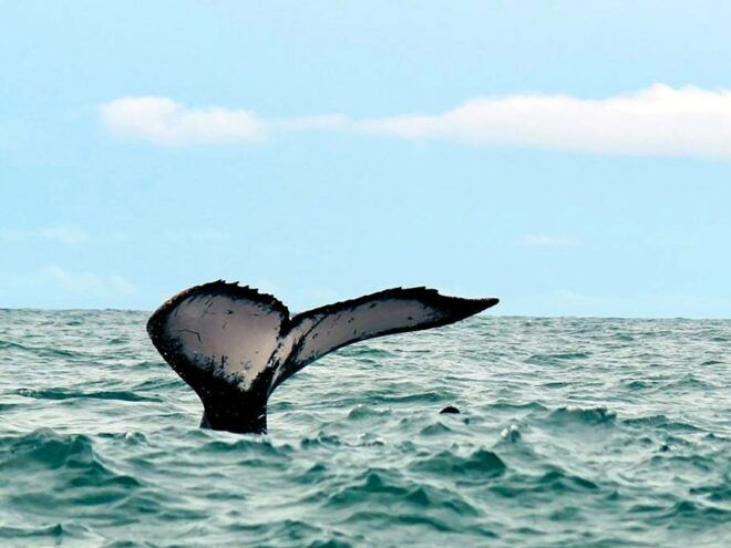 Cali: Whale Watching in the Colombian Pacific Coast - Booking and Tour Details