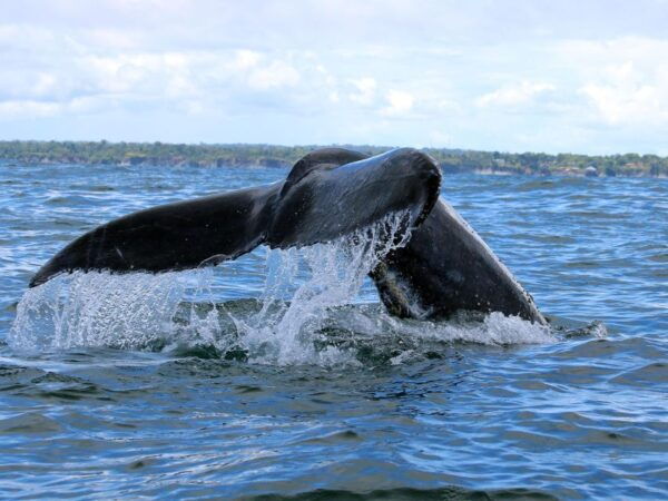 Cali: Whale Watching in the Colombian Pacific Coast - Frequently Asked Questions