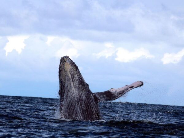 Cali: Whale Watching in the Colombian Pacific Coast - The Sum Up