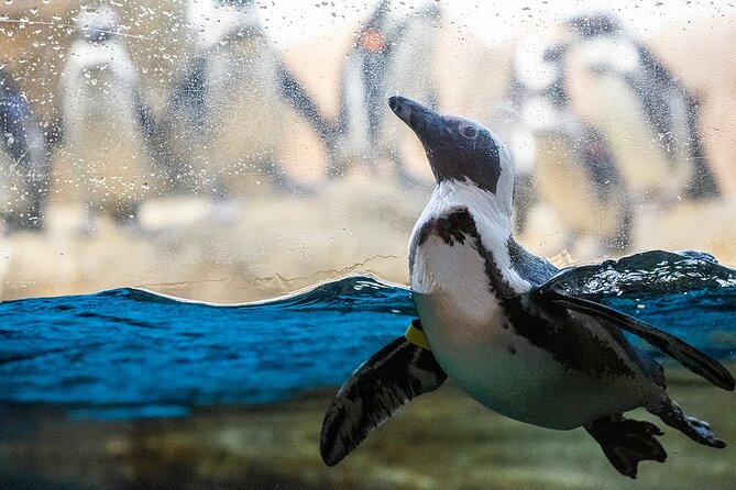 California Academy of Sciences General Admission Ticket - Visitor Services