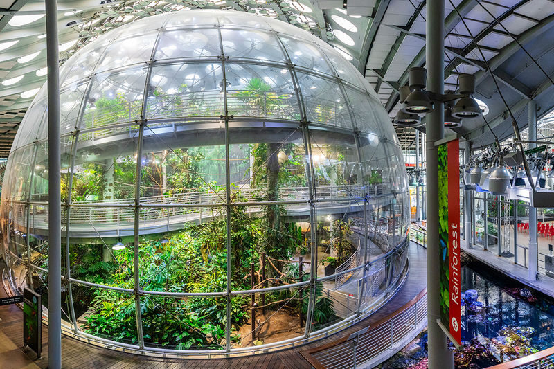 California Academy of Sciences Ticket in San Francisco - Rainforest: butterflies and birds overhead