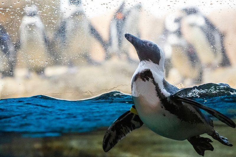 California Academy of Sciences Ticket in San Francisco - Natural history and hands-on learning