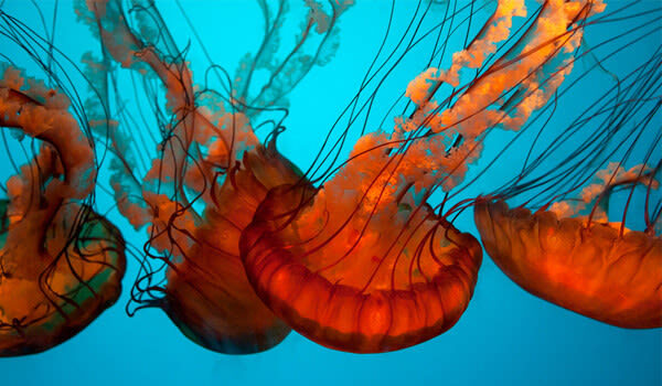 California Academy of Sciences Ticket in San Francisco - Daytime admission or Thursday NightLife