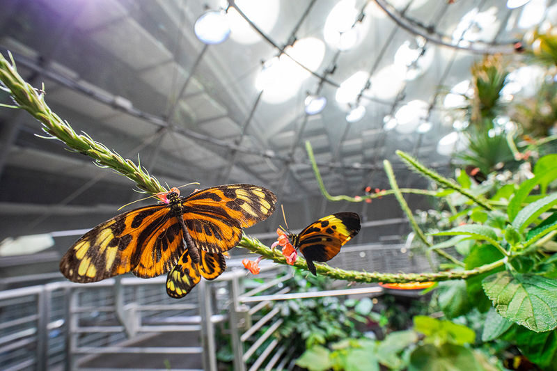 California Academy of Sciences Ticket in San Francisco - Is the ticket worth the price?