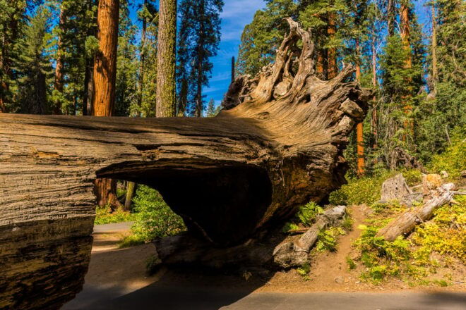 California National Parks: Self-Guided Audio Tour Bundle - Audio Tour Experience