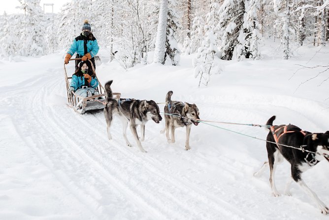 Call of the Wild Morning 90 Minute Self Driven Husky Safari - Good To Know