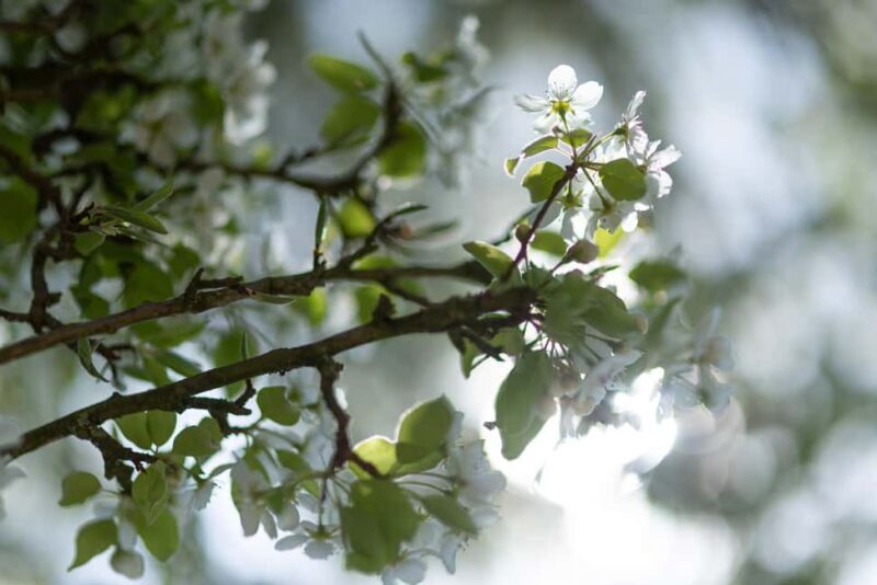 Calvados: the art of making Coquerel Calvados and Normindia Gin - The Value of the Experience