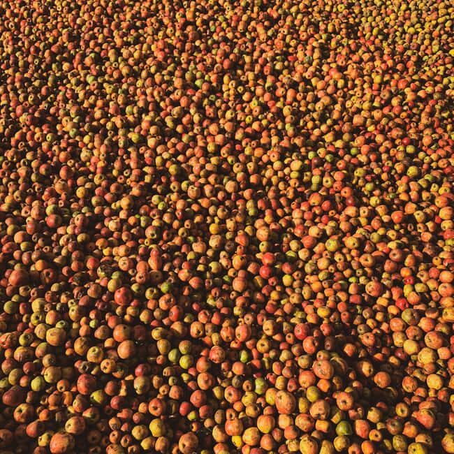 Calvados: the art of making Coquerel Calvados and Normindia Gin - Who Should Consider This Tour?