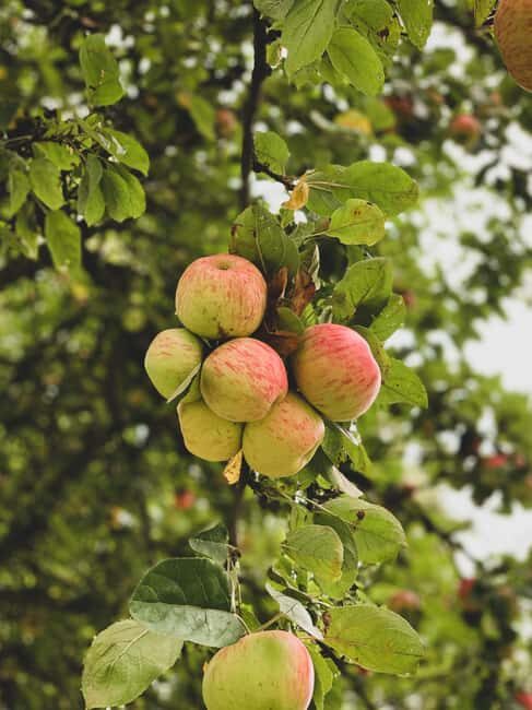 Calvados: the art of making Coquerel Calvados and Normindia Gin - Final Thoughts