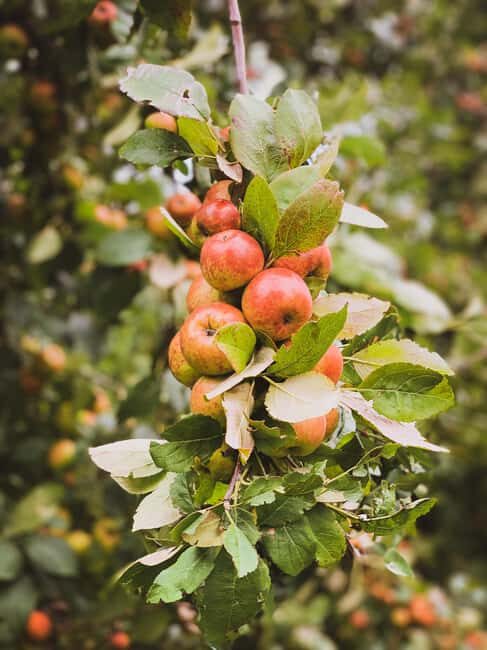 Calvados: the art of making Coquerel Calvados and Normindia Gin - FAQ