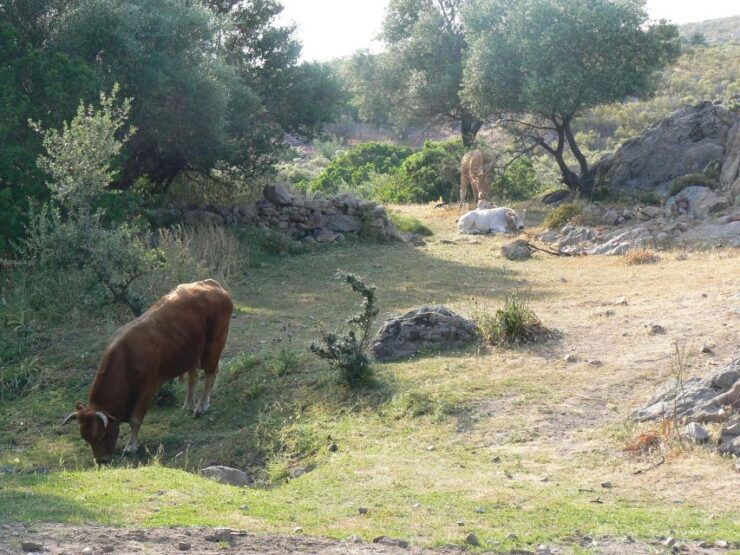 Calvi: Asco Valley 4x4 Day Tour With Guide - Experience