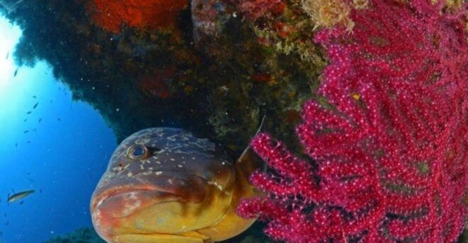 Calvi: PE12 Certificate Diving Lessons With Instructor - The Sum Up
