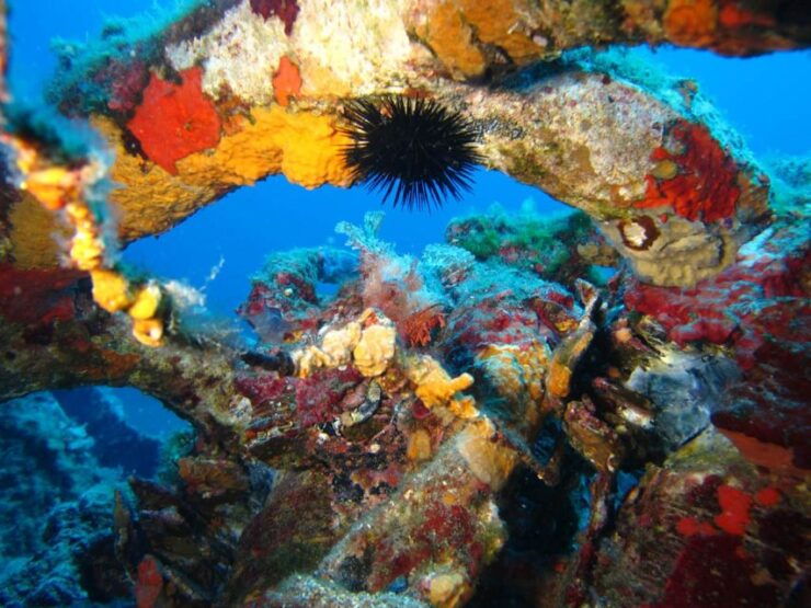 Calvi: PE20 Certificate Diving Lessons With Instructor - Activity Details and Booking
