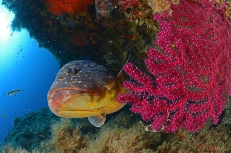 Calvi: PE40 Certificate Diving Lesson With Instructor - Activity Details and Booking