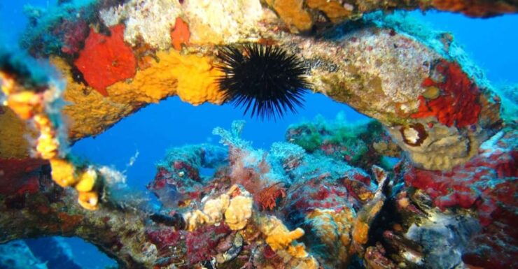 Calvi: PE40 Certificate Diving Lesson With Instructor - Instructor Details