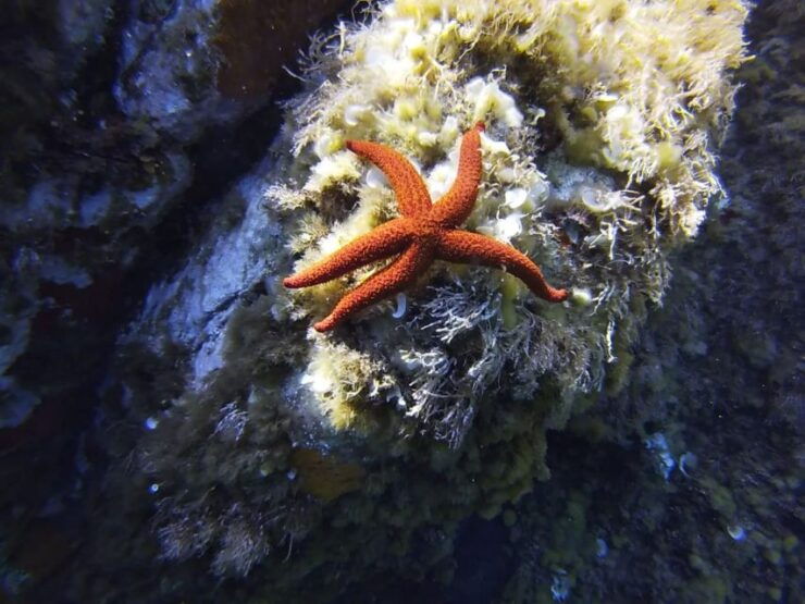 Calvi: Pointe De La Revellata Snorkeling Boat Tour - Activity Description