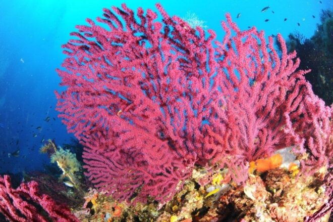 Calvi: Pointe De La Revellata Snorkeling Boat Tour - Inclusions