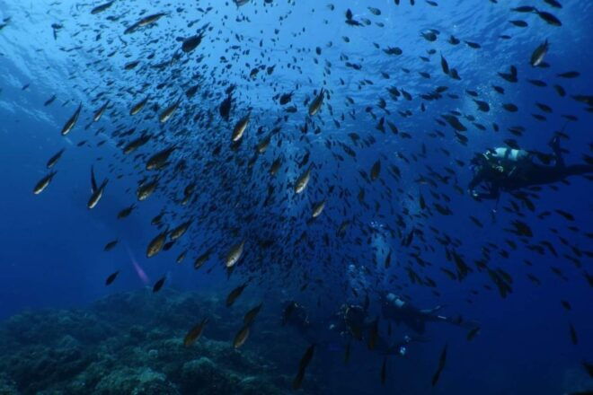 Calvi: Pointe De La Revellata Snorkeling Boat Tour - Meeting Point