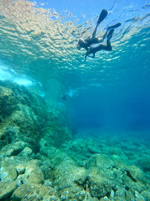 Calvi: Underwater Journey at the Edge of a Natural Reserve - Marine Wildlife Encountered