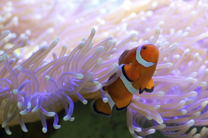 Calypso Outer Great Barrier Reef Cruise From Port Douglas - Cruise Overview