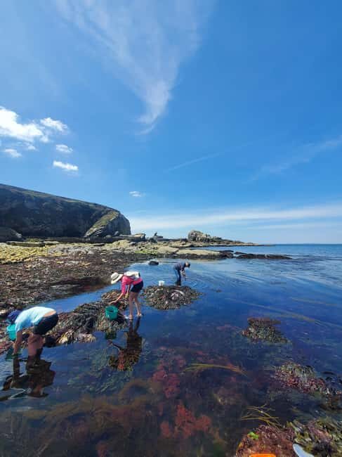 Camaret-sur-mer: Seaweed picking and cooking workshop - Good To Know