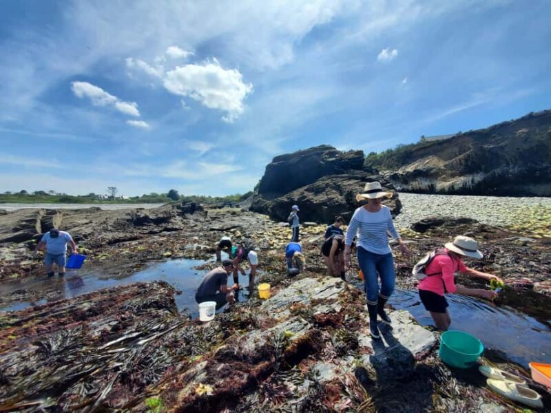 Camaret-sur-mer: Seaweed picking and cooking workshop - The Workshop Experience — What to Expect