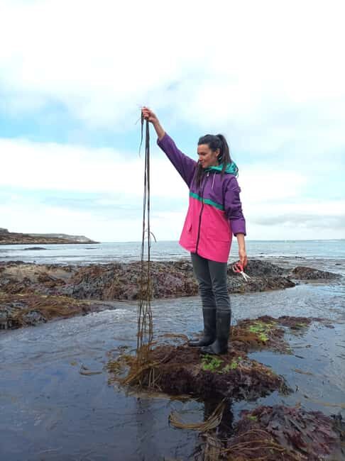 Camaret-sur-mer: Seaweed picking and cooking workshop - Who Will Love This Tour?