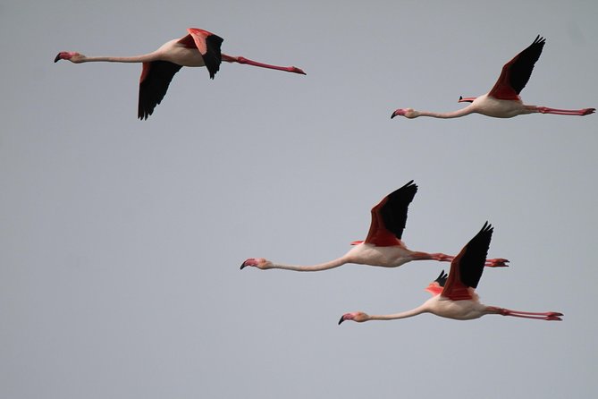Camargue 4x4 Safari 2 Hours Saintes Maries De La Mer - Cancellation Policy