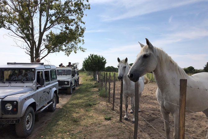 Camargue 4x4 Safari 2 Hours Saintes Maries De La Mer - Directions