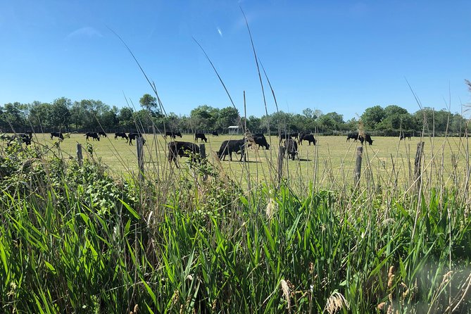Camargue 4x4 Safari 2 Hours Saintes Maries De La Mer - Common Questions