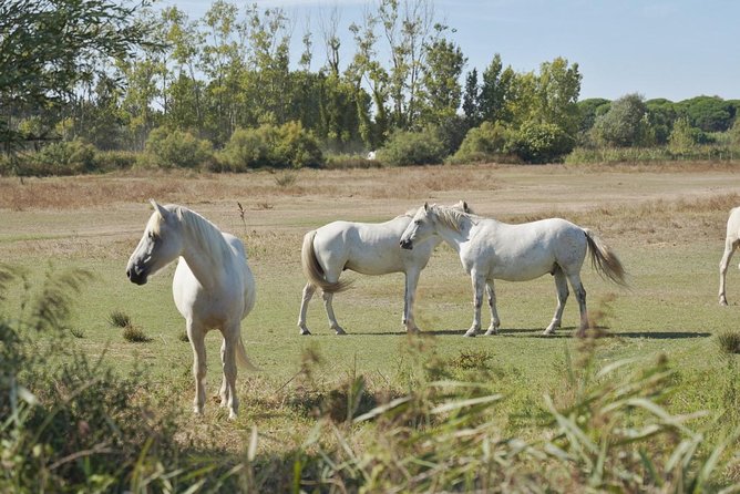 Camargue 4x4 Safari Day - Wildlife Encounters in Camargue