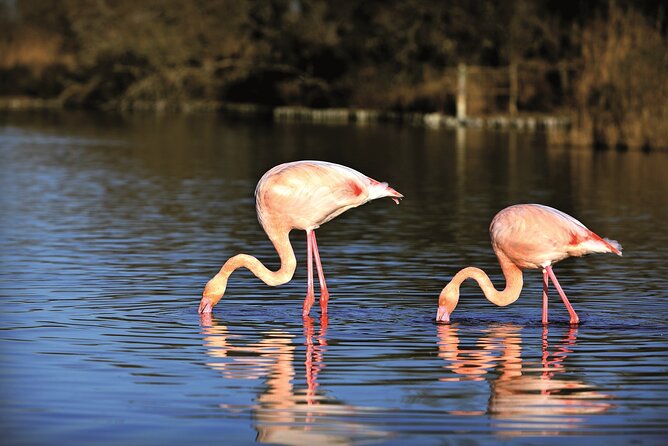 Camargue 4x4 Safari From La Grande Motte (Half Day Trip) - Price