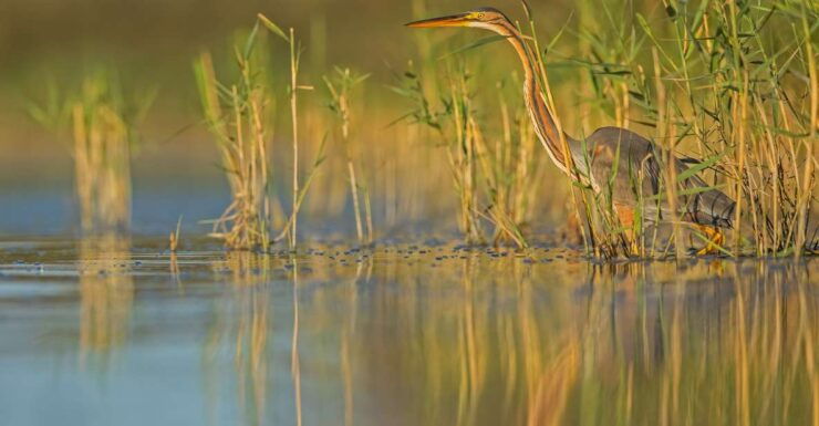 Camargue: Discovery of Nature at the Vigueirat Marshes - Nature Reserve Overview