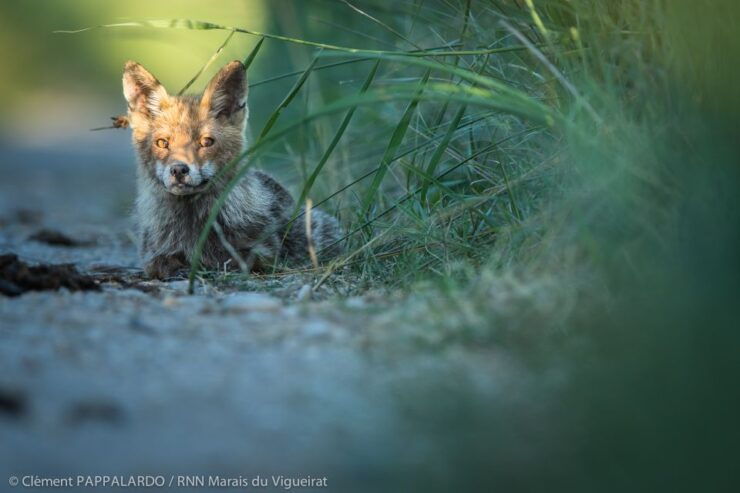 Camargue: Discovery of Nature at the Vigueirat Marshes - Wildlife and Plant Diversity
