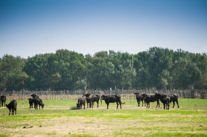 Camargue: Guided Electric Bike Tour - Directions