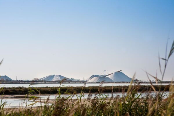 Camargue: Guided Electric Bike Tour - Common Questions