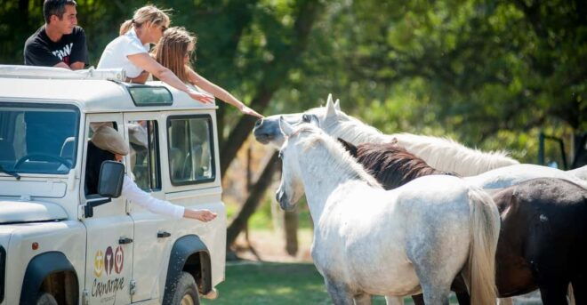 Camargue: Half-Day 4x4 Guided Safari Adventure - Inclusions and Requirements