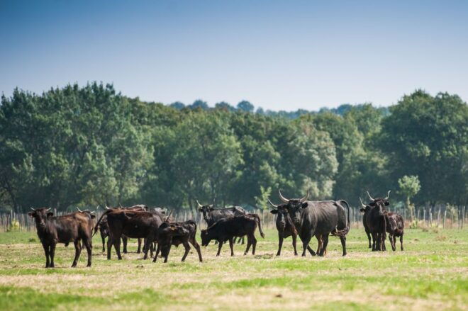 Camargue: Half-Day 4x4 Guided Safari Adventure - Private or Shared Tour Options